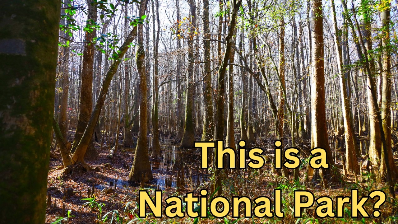 Congaree National Park | A Quiet and Overlooked Wilderness