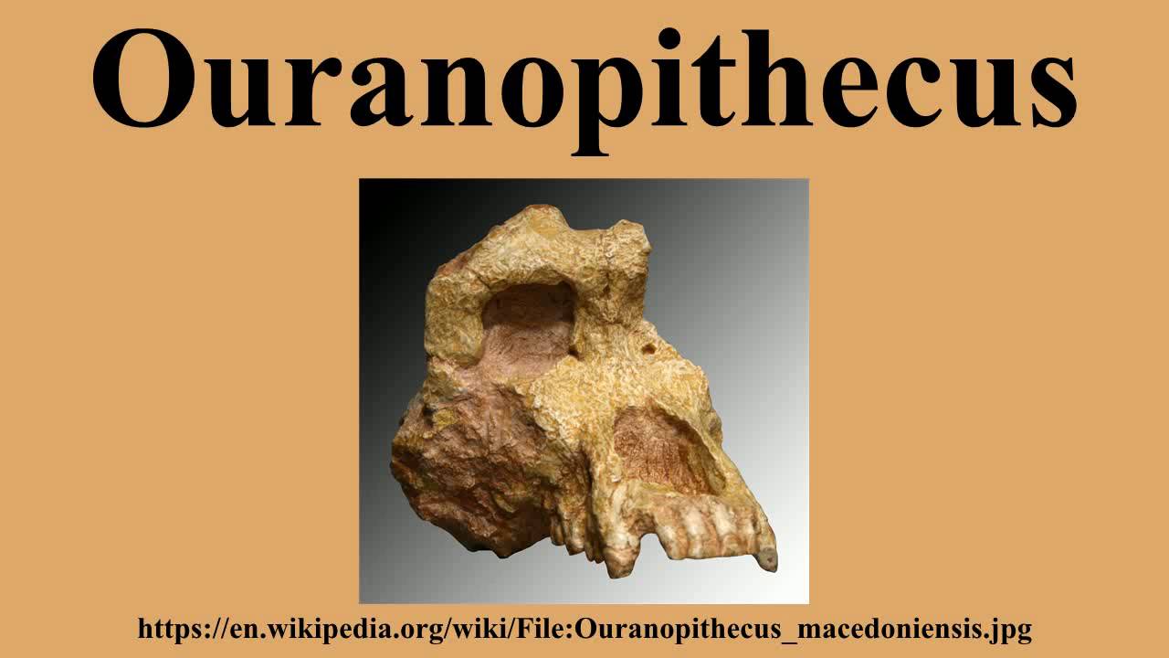 Ouranopithecus