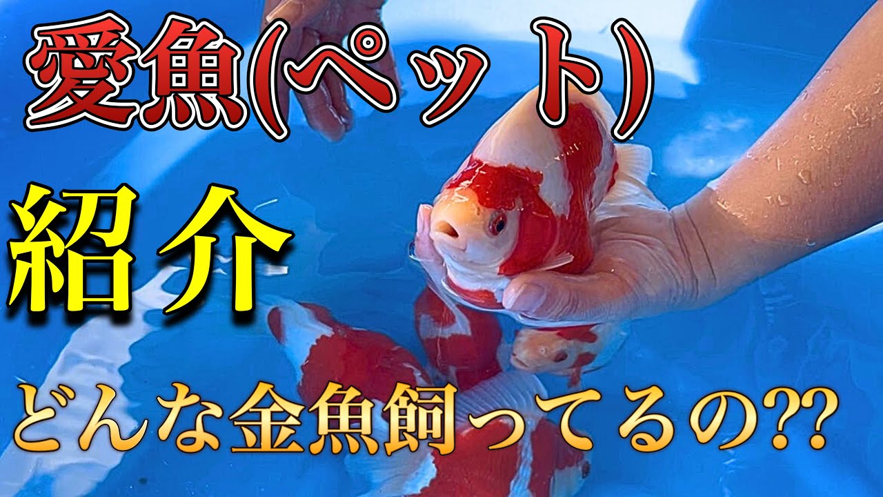 玉サバ販売者のペットってどんな魚!? 激アツ通信販売を添えて。 #玉サバ #錦鯉飼育 