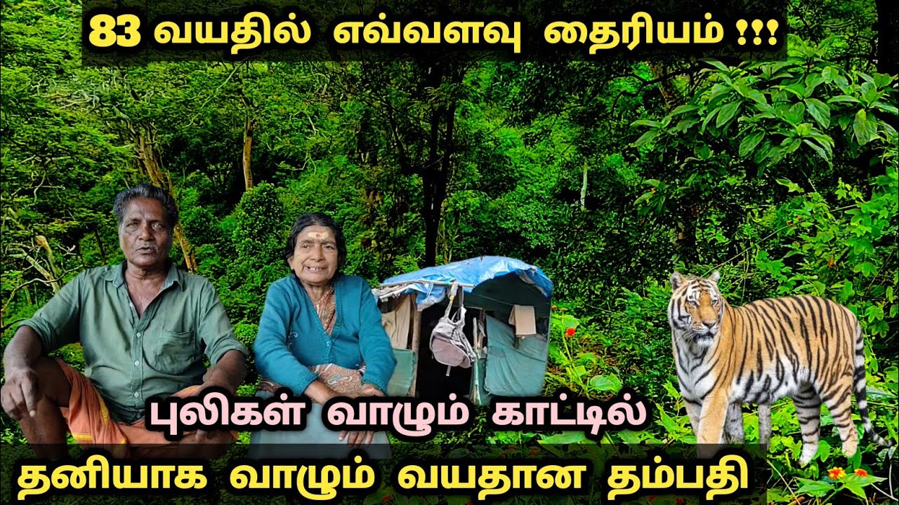 புலிகளும் யானைகளும் வாழும் ஆபத்தான காட்டில் தனியாக வாழும் ஓரு வயதான தம்பதி #travel #nature #tribes