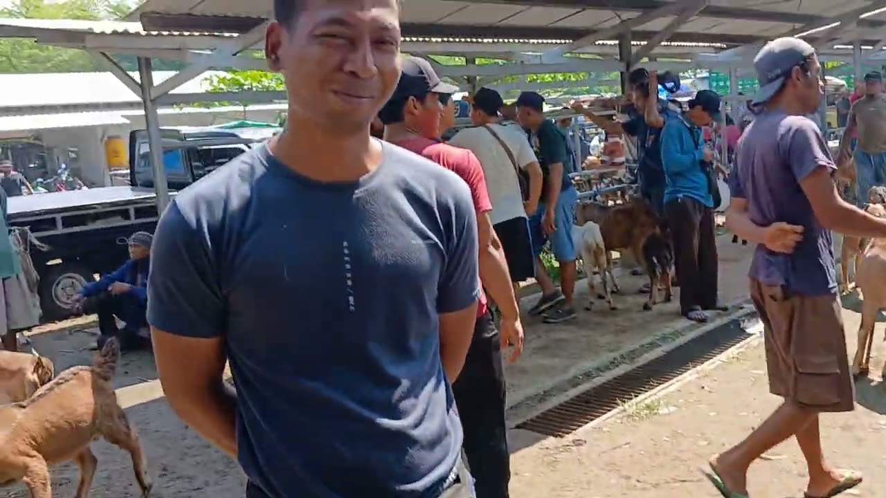 Pasar kambing tulung agung  (01 11 2025) sabtu paing harganya hancur hancuran#