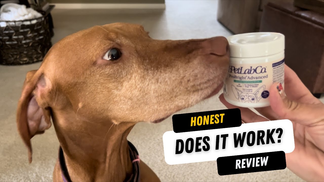 Does PetLab Co.&rsquo;s ProBright&reg; Dental Powder Actually Work? - Honest Review