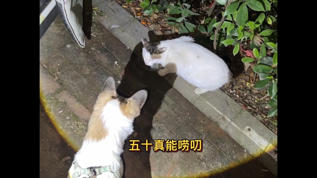 收养的小流浪狗，看流浪猫吃东西，他在一旁唠叨不停真能说