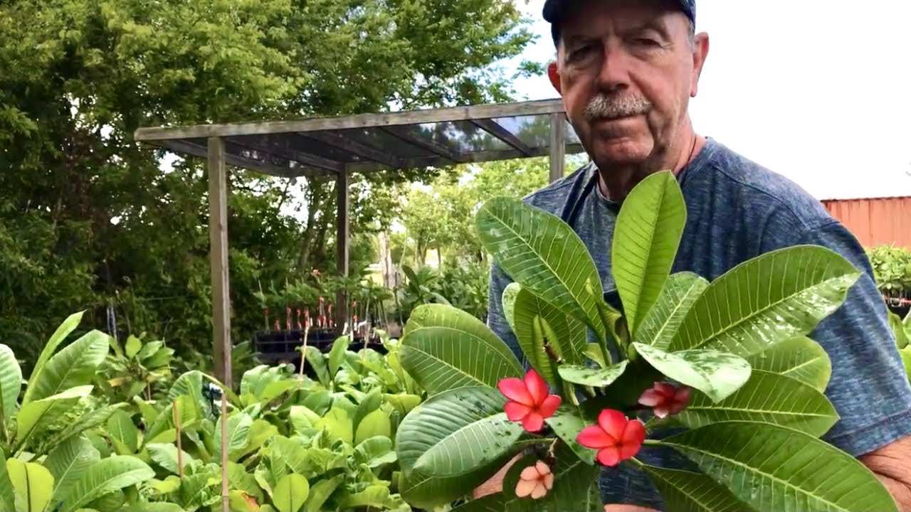 Tour Gulf Coast Plumerias & learn plumeria's virus/Tham quan vườn sứ Gulf Coast & virus của sứ