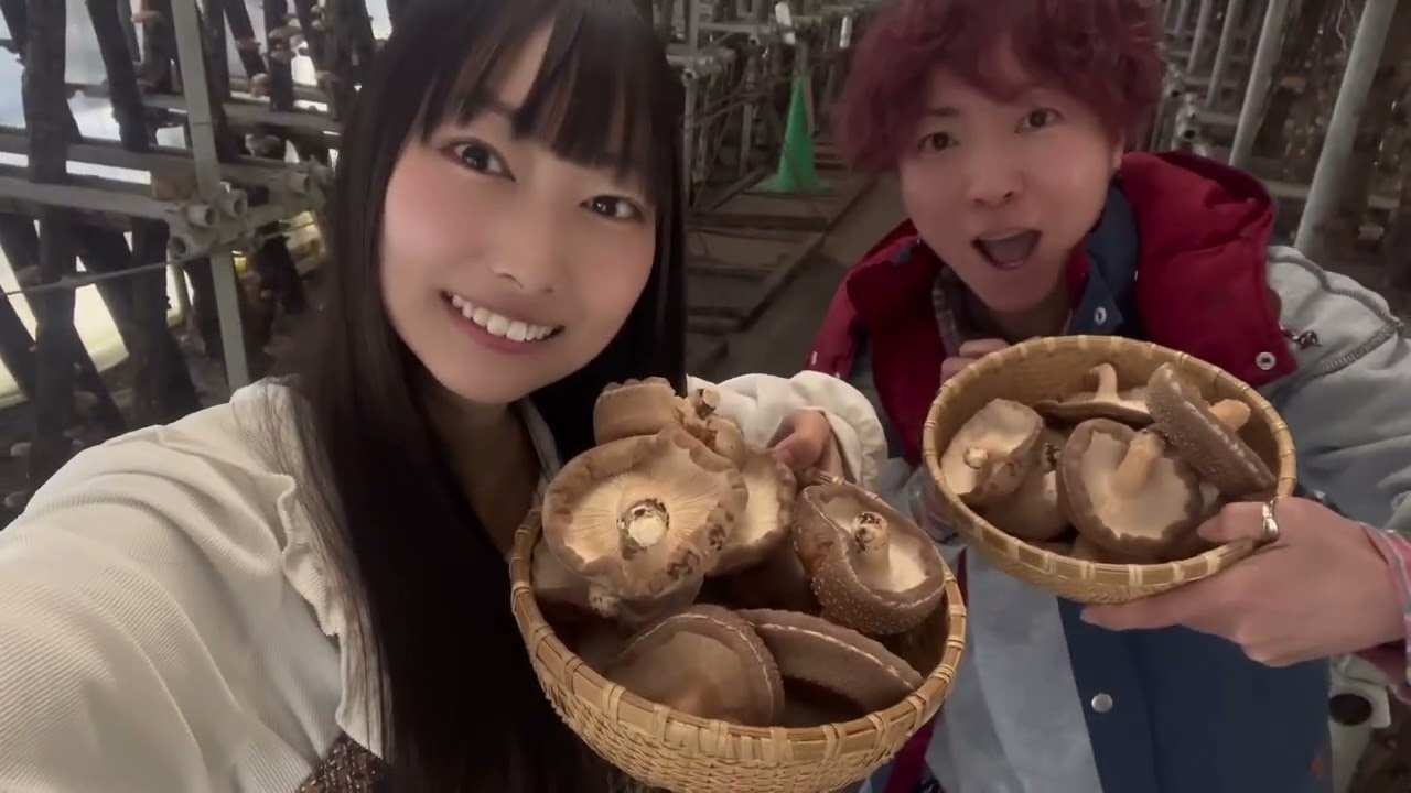 【きのこ狩り】毎度お馴染みお山のたいしょうにいってきました！🍄‍🟫