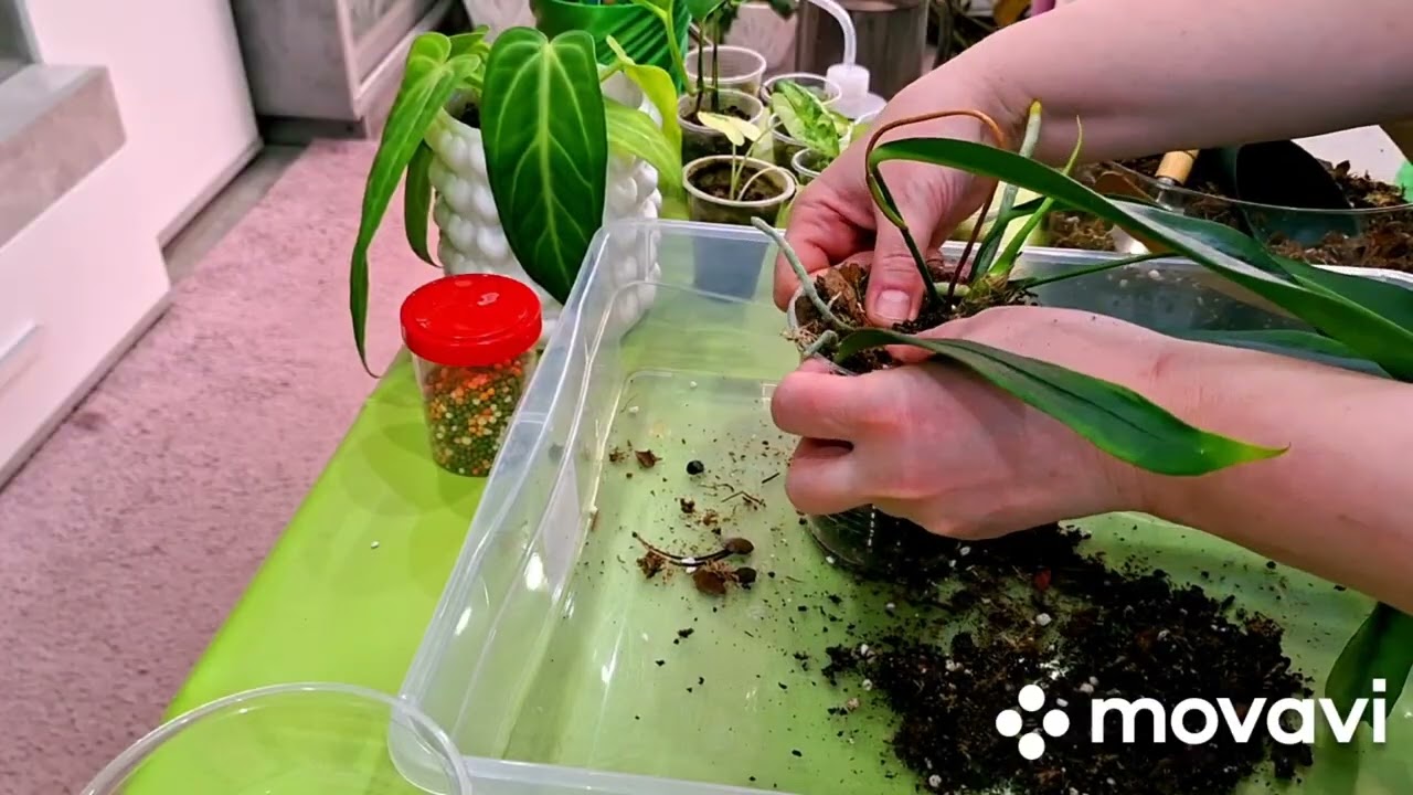 ЦВЕТОЧНЫЕ ДЕЛА.КОМНАТНЫЕ РАСТЕНИЯ(ЦВЕТЫ).
