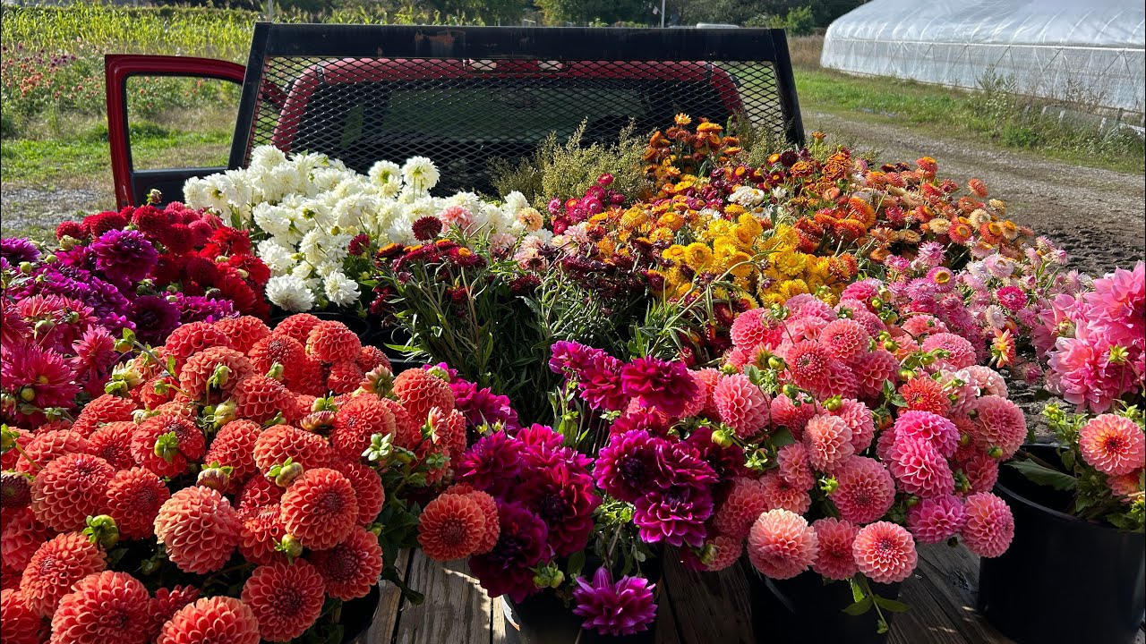 Full bloom dahlia fields, headed into frost