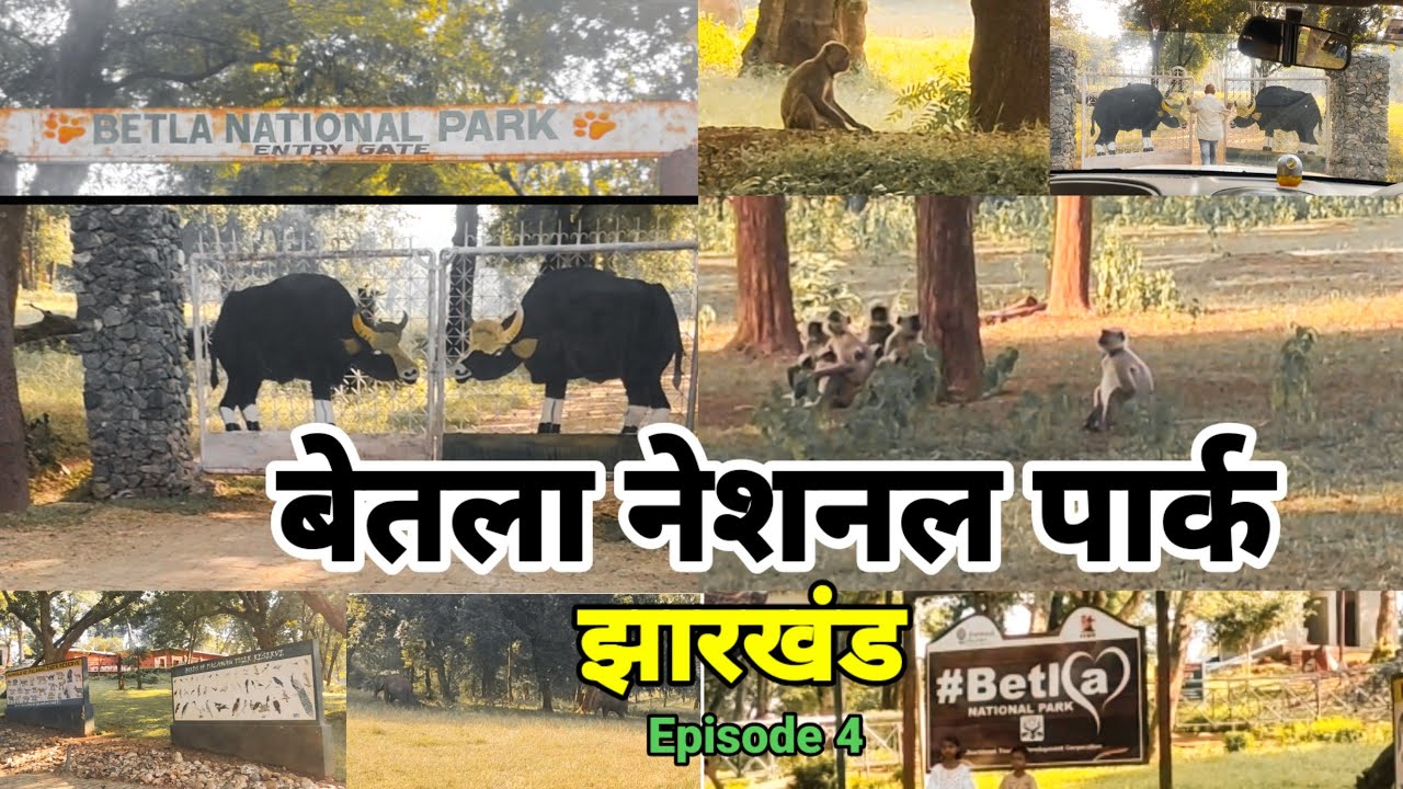 Betla National Park l Betla National Park Jharkhand l Betla National Video l #betlanationalpark