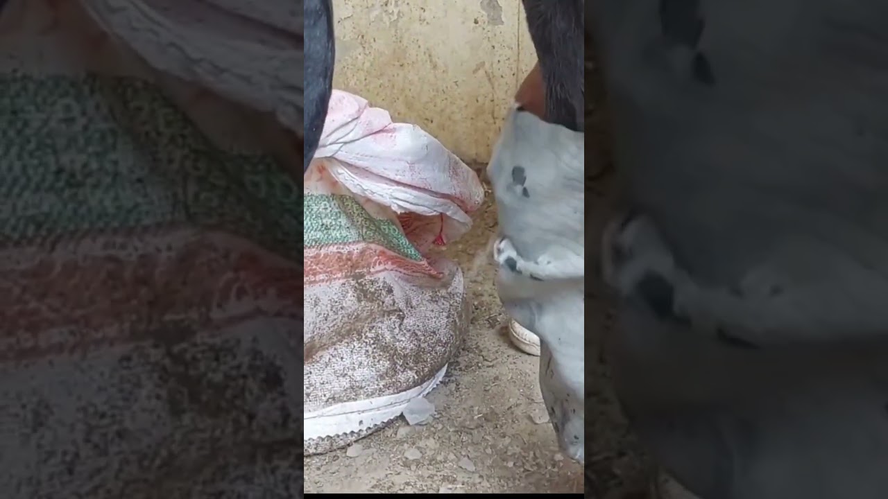 Treatment of  horse legs with ice in Pakistan by Ustad Saqlain khitran.how to solve horse legs issue
