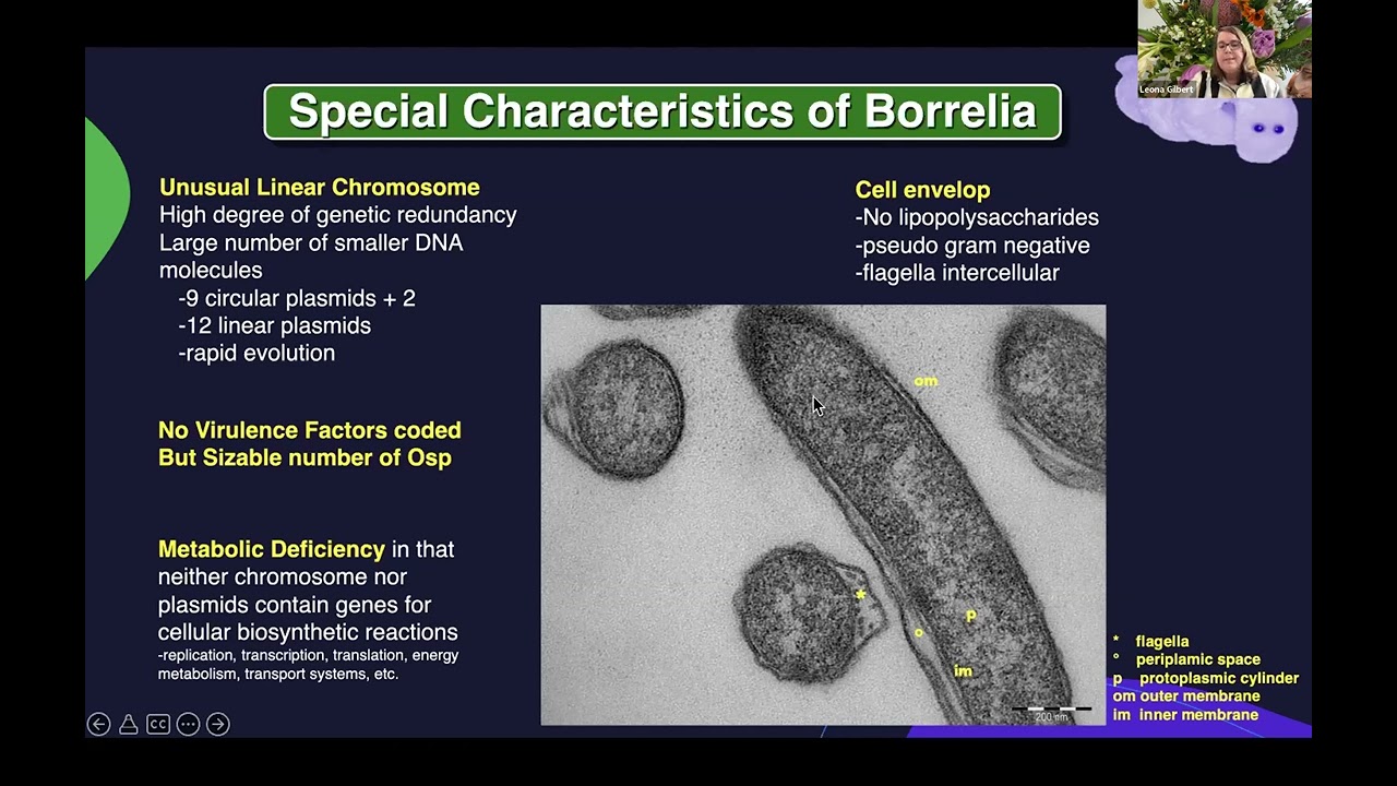 Updates in the Pathogenesis of Borrelia burgdorferi (Dr. Leona Gilbert)