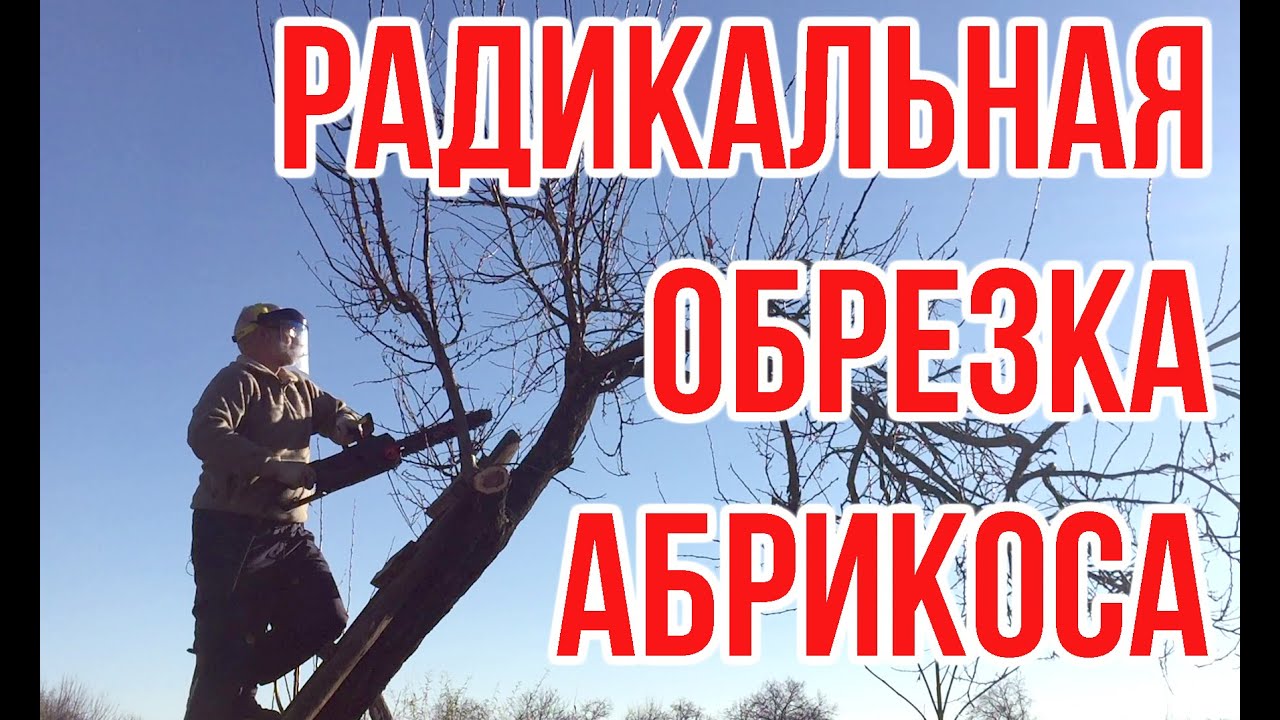 Радикальная омолаживающая обрезка абрикоса / Игорь Билевич