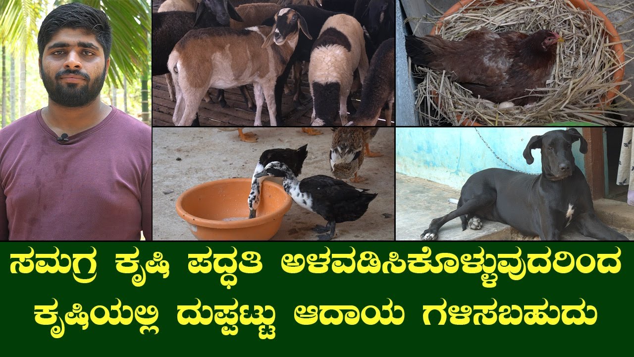 ನಮ್ಮದೇ ಸ್ವಂತ ಜಾಗ ಇರುವಾಗ ನಾವೇಕೆ ಬೇರೆಯವರ ಕೈ ಕೆಳಗೆ ಕೆಲಸ ಮಾಡಬೇಕು ಸಾರ್...SHEEP FARMING