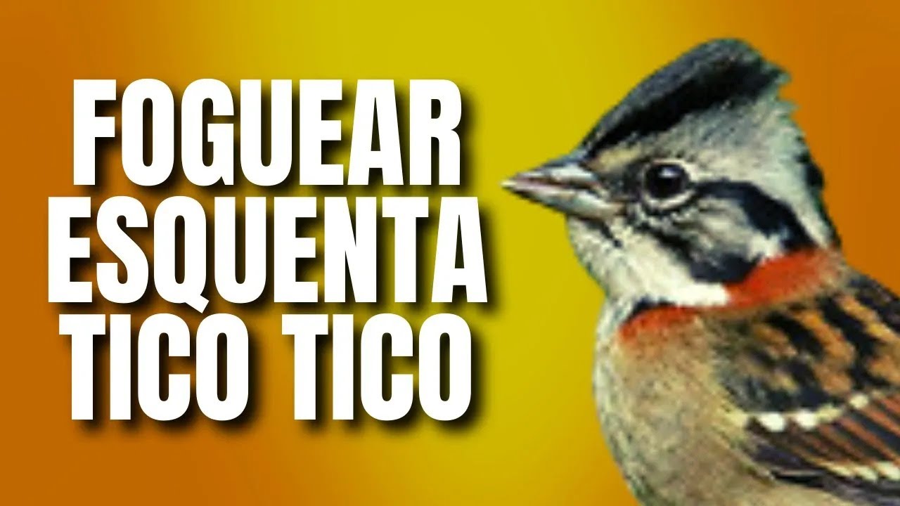 CANTO DE TICO TICO MELHOR ESQUENTA DE TICO TICO PRA FOGUEAR E ENSINAR QUALQUER TICO TICO