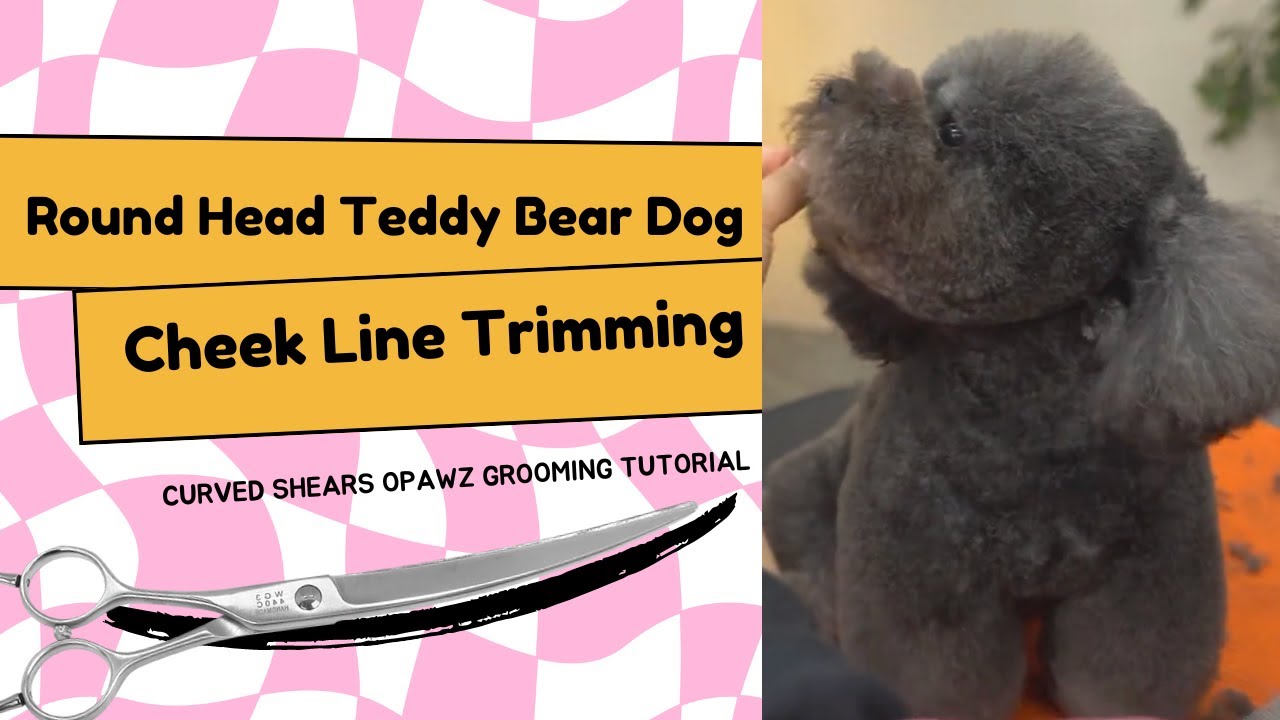 Round Head Teddy Bear Dog Cheek Line Trimming Tutorial #opawz #doggroomingtips