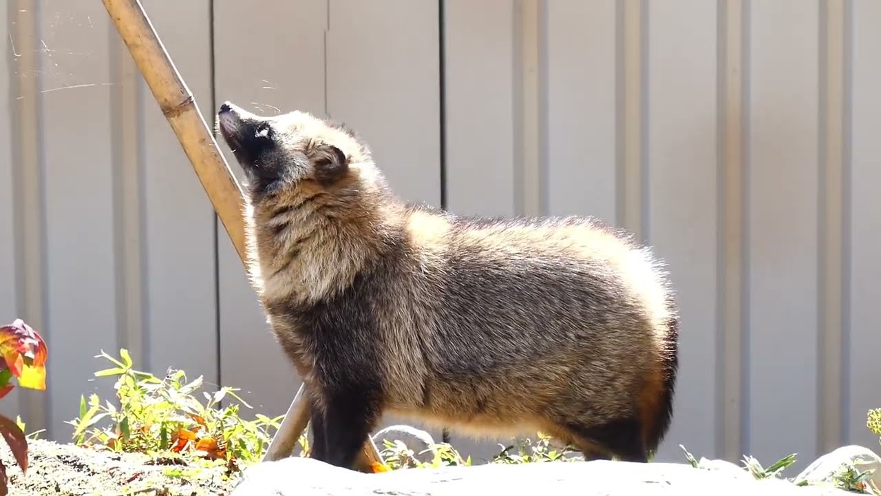 ホンドタヌキ マミレ♀ 松本市アルプス公園 小鳥と小動物の森