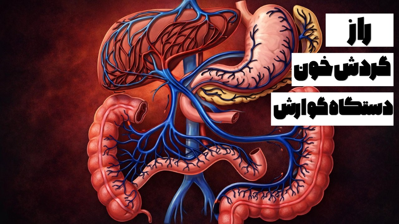 گردش خون دستگاه گوارش چگونه انجام می شود ؟ | کبد