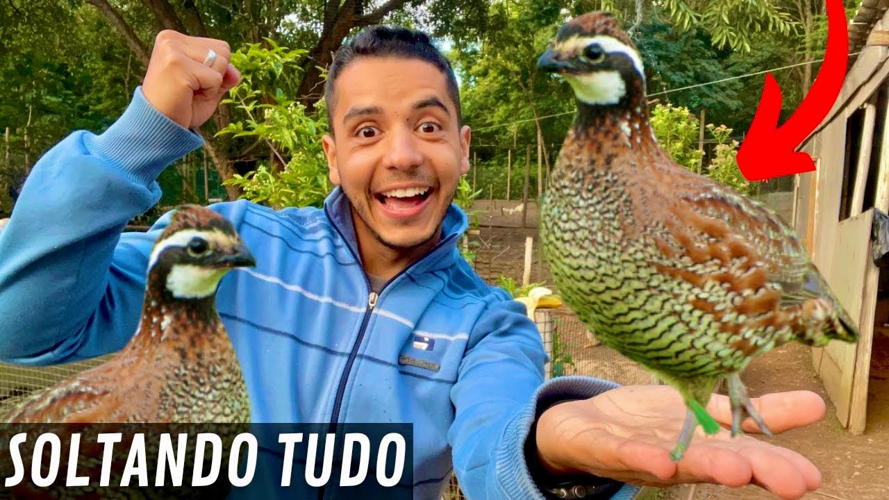 Agapornes com ninho | Soltando as Codornas Bob White | Aves Recriar