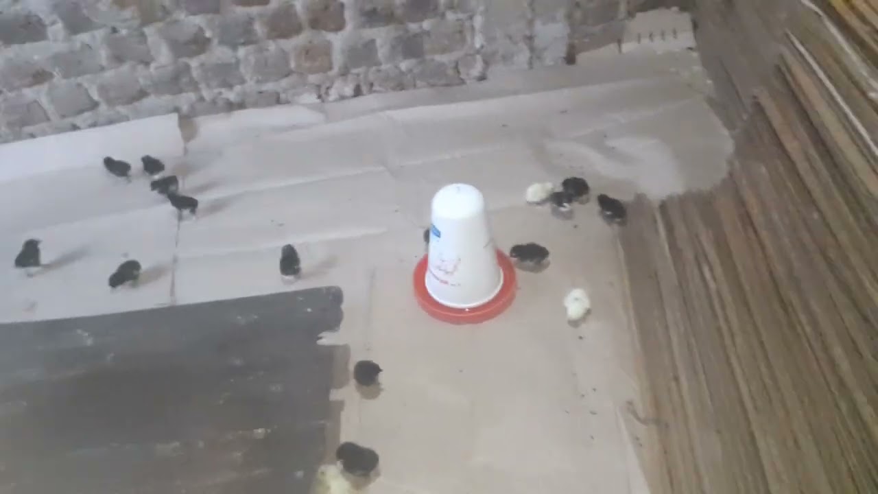 ENGERI JETUTEEKA OBUKOKO MU BROODER KULUNAKU OLUSOOKA