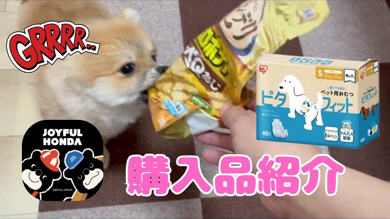【お買い物レビュー】おやつ・ふりかけ・おむつ試してみた#ポメラニアン #ポメラニアンのいる生活 #子犬
