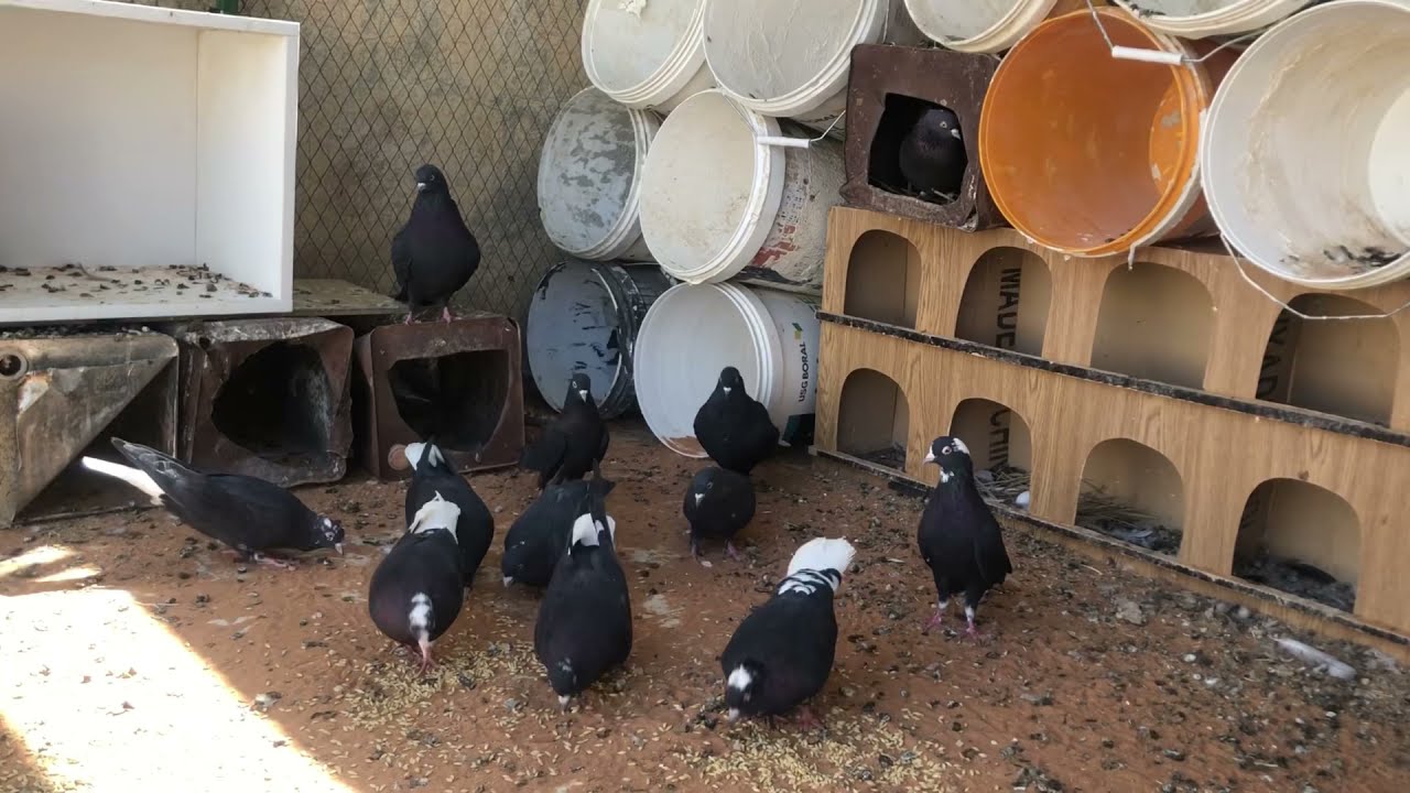الحمام القطيفي والباكستاني ما طلعتهم اليوم + ديكي صاير ثقيل ❤️🕊🐓