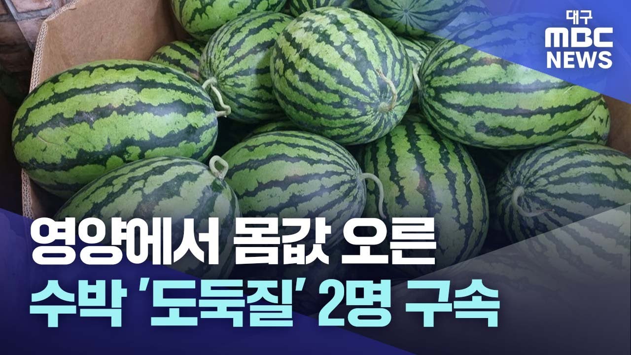 영양에서 몸값 오른 수박 '도둑질' 2명 구속 | 대구MBC뉴스