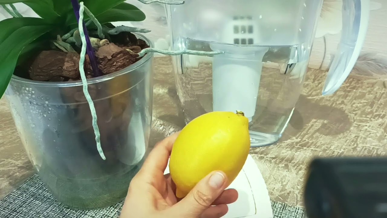 🤔МИФ о ПОЛЬЗЕ ЛИМОННОГО СОКА?Для ОРХИДЕЙ