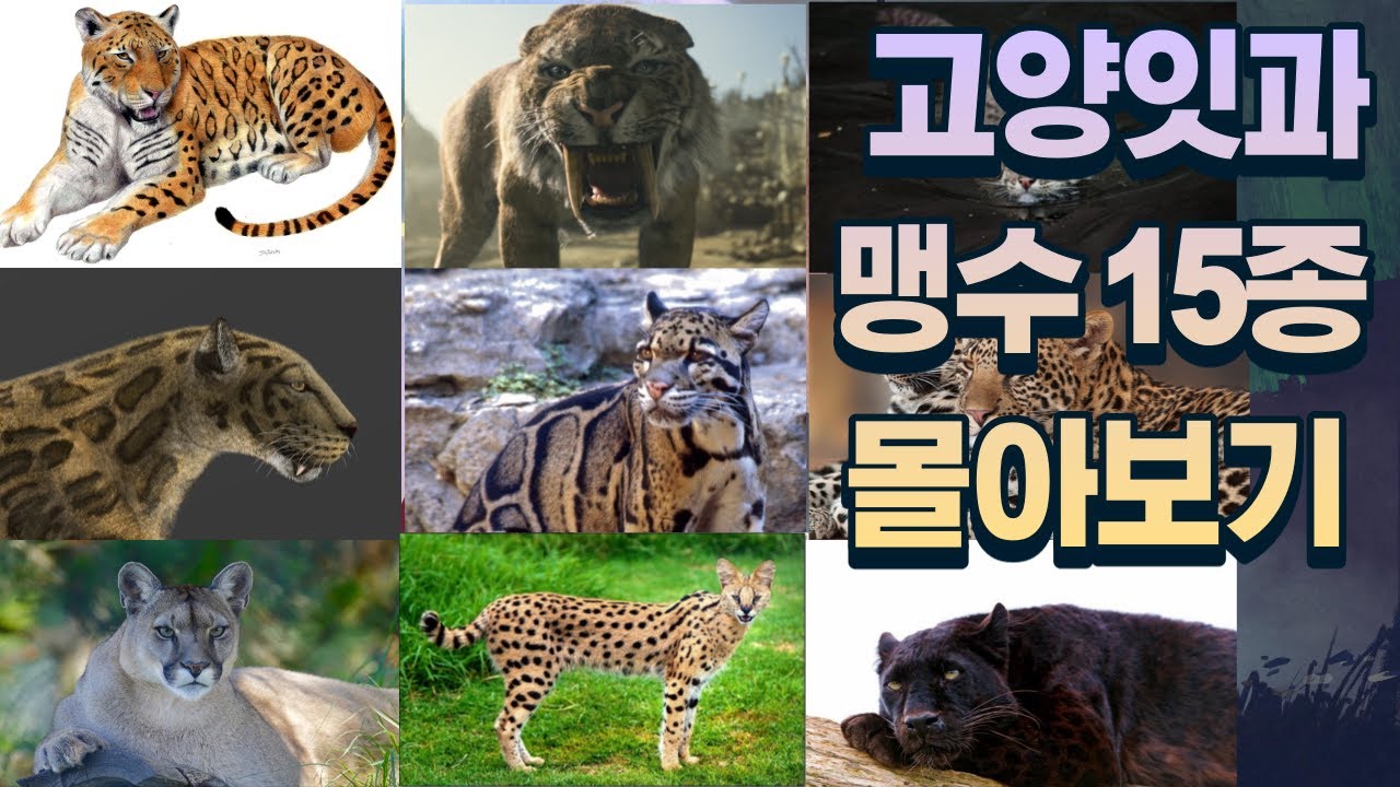고양잇과 맹수 7분만에 몰아보기. 나의 최애 동물은 무엇?