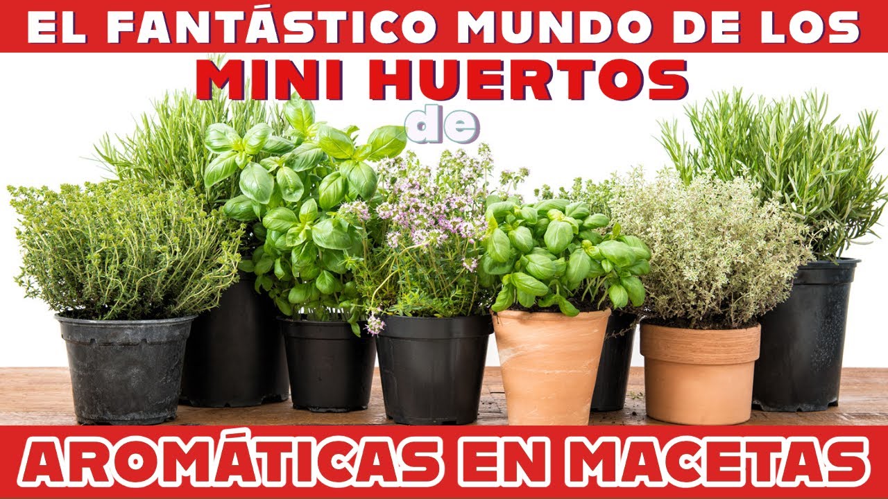 La mejor forma de cultivar aromáticas. Mini huertos de aromáticas en Maceta para espacios pequeños