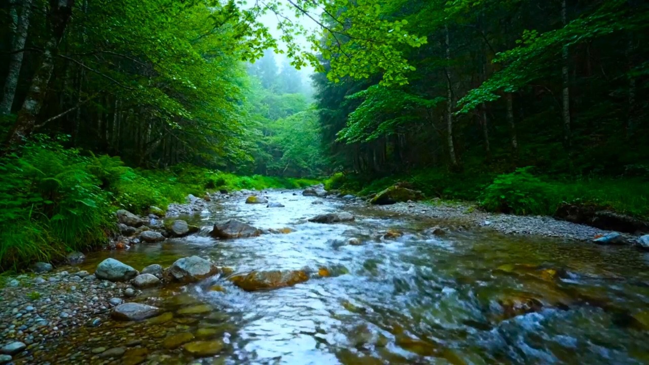 Deep Sleep & Stress Relief – Peaceful Forest Stream with Birds and Flowing Water for a Calm Night HD
