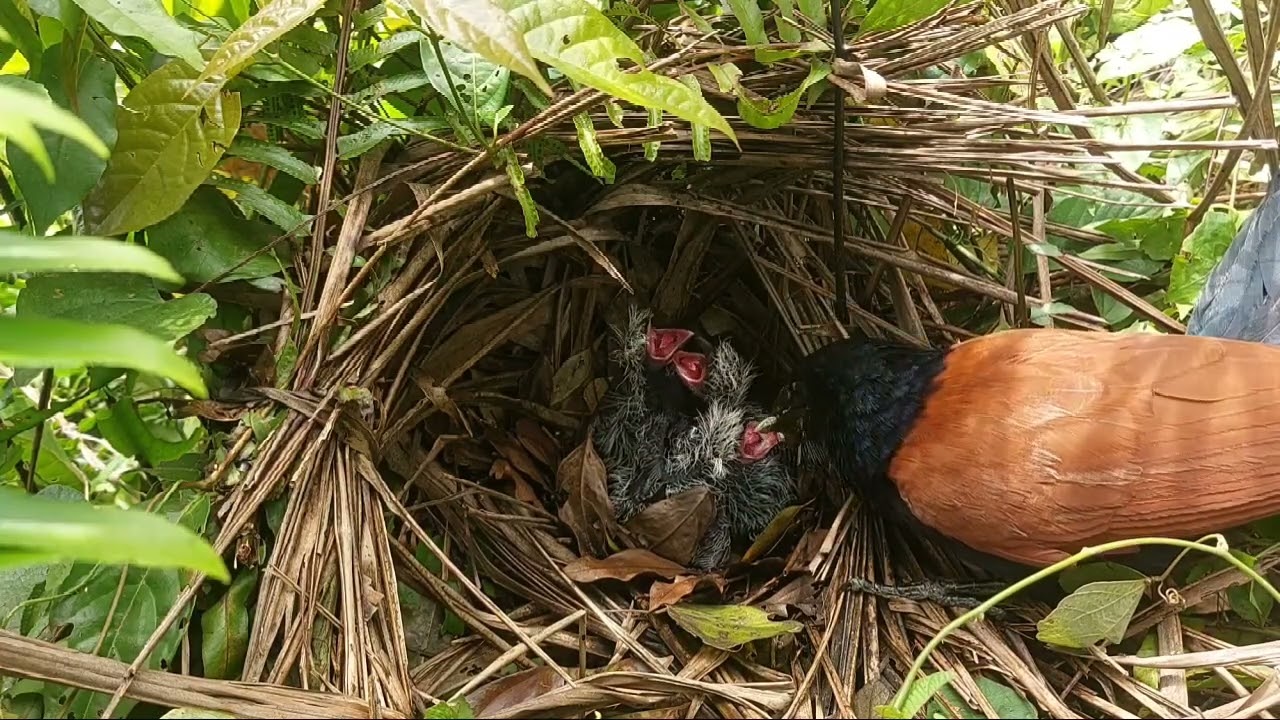 tonton terus kisah anak dan induk bubut sampai tuntas
