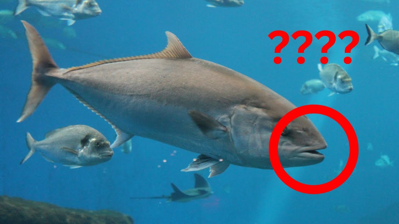 Do fish communicate with each other? Can fish talk? Fish communication methods