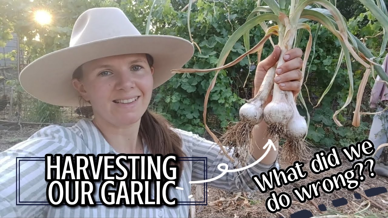 Our Garlic Harvest 2024 | Failures and Successes | Australian Homestead Garden