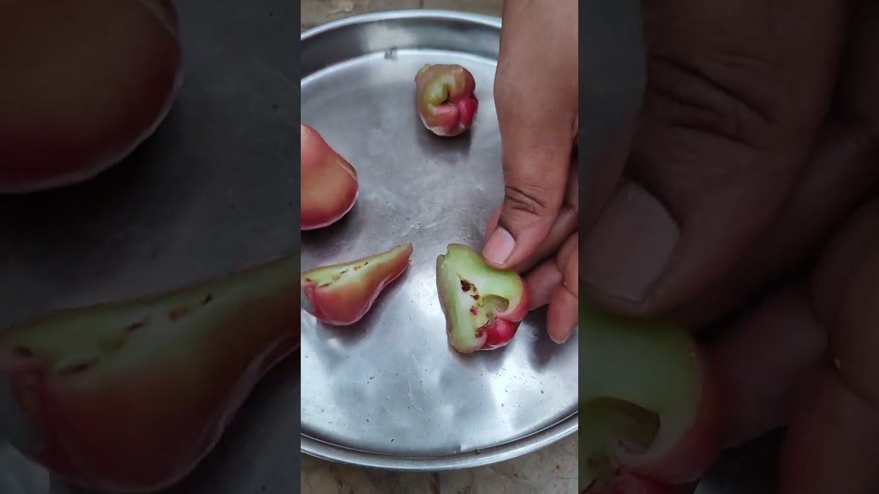 Rose apple harvest from terrace garden. organically grown and very tasty