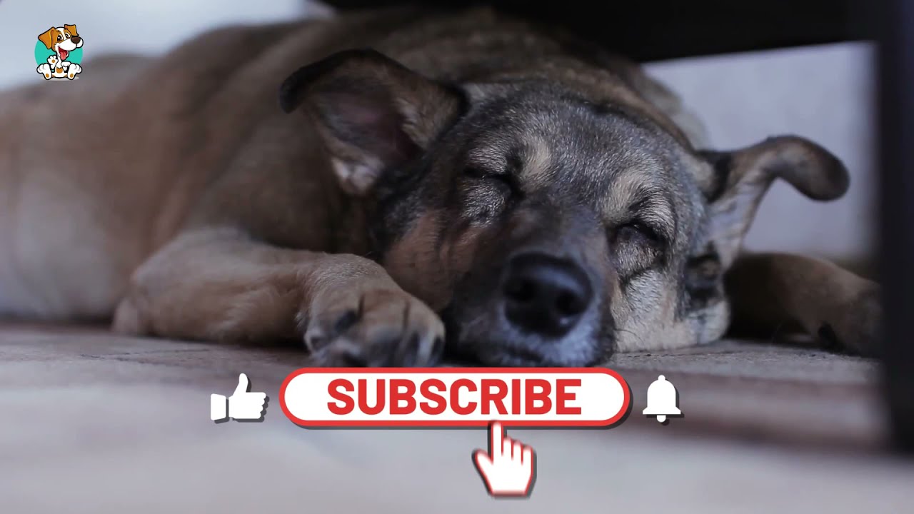 Music Therapy | Stressed Dog | Dementia | Progressive Muscle Relaxation | ASMR Music for Dogs, DOGTV