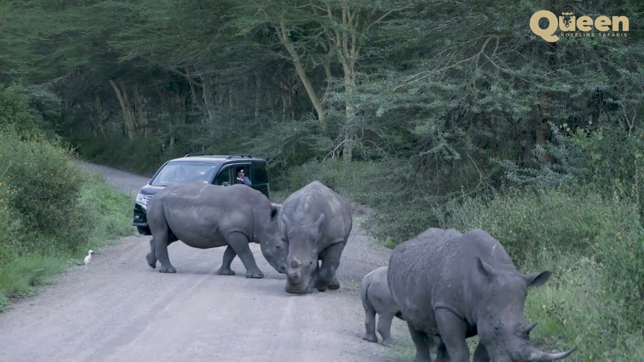 African Rhinos Playing as Tourists Watch in Awe