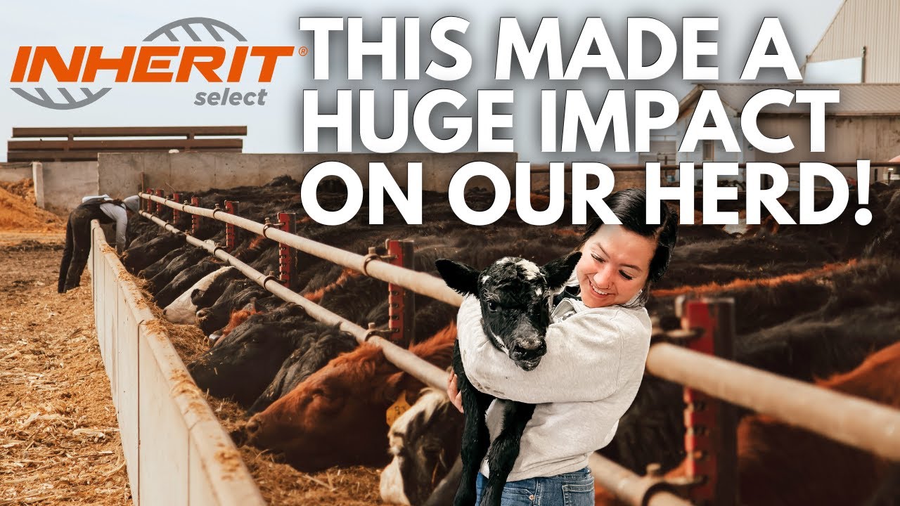 Why genetic testing our cow herd with INHERIT Select® was the best decision | @ZoetisUSLivestock