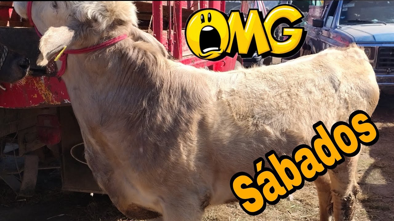 Jaltepec Edomex // Días sábados 
