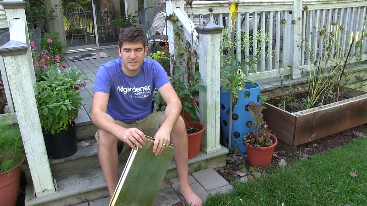 Never Buy Carrot Seed Again - How to Save Carrot Seed