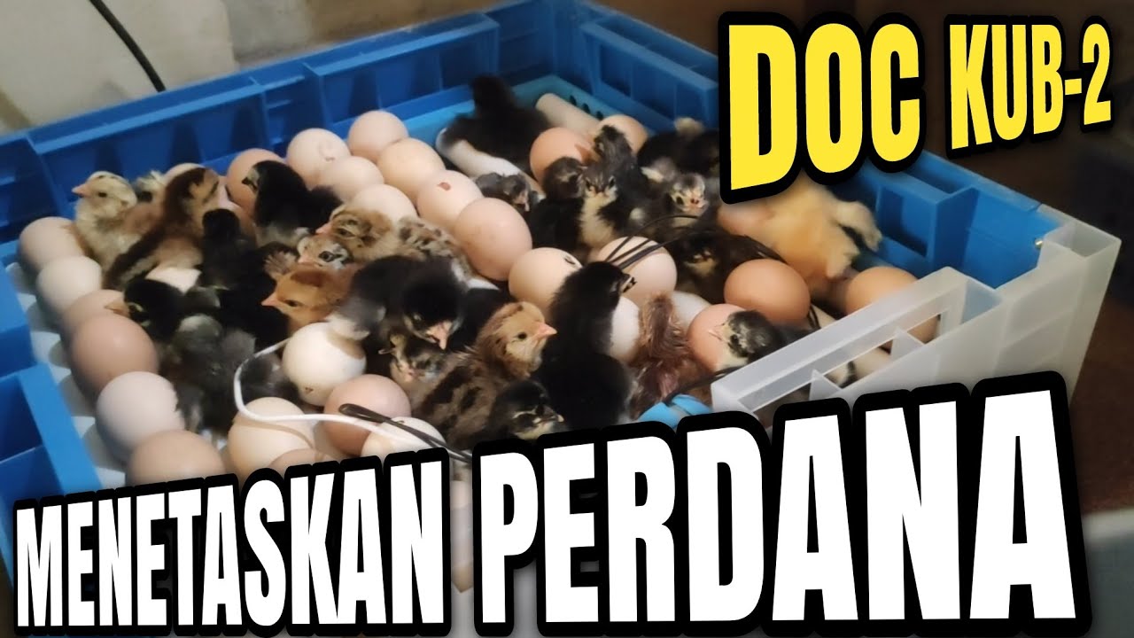 Belajar Menetaskan Telur Ayam KUB-2 Dengan Mesin Tetas Full Otomatis.