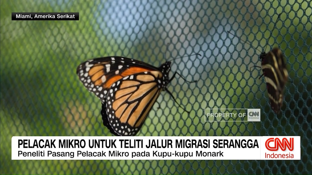 Pelacak Mikro Untuk Teliti Jalur Migrasi Serangga