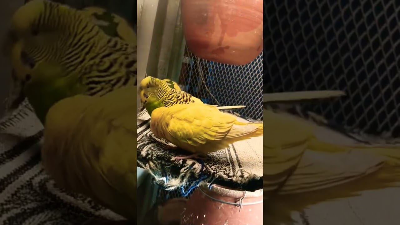 #birds