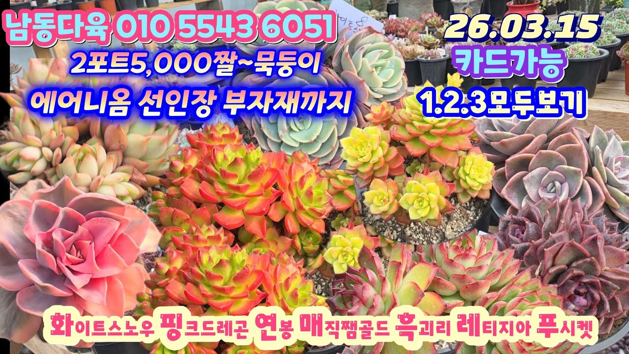 남동다육(4) 2포트5,000짤부터 묵둥이 에어니옴 선인장 부자재 1.2.3한자리에서 모두보기 