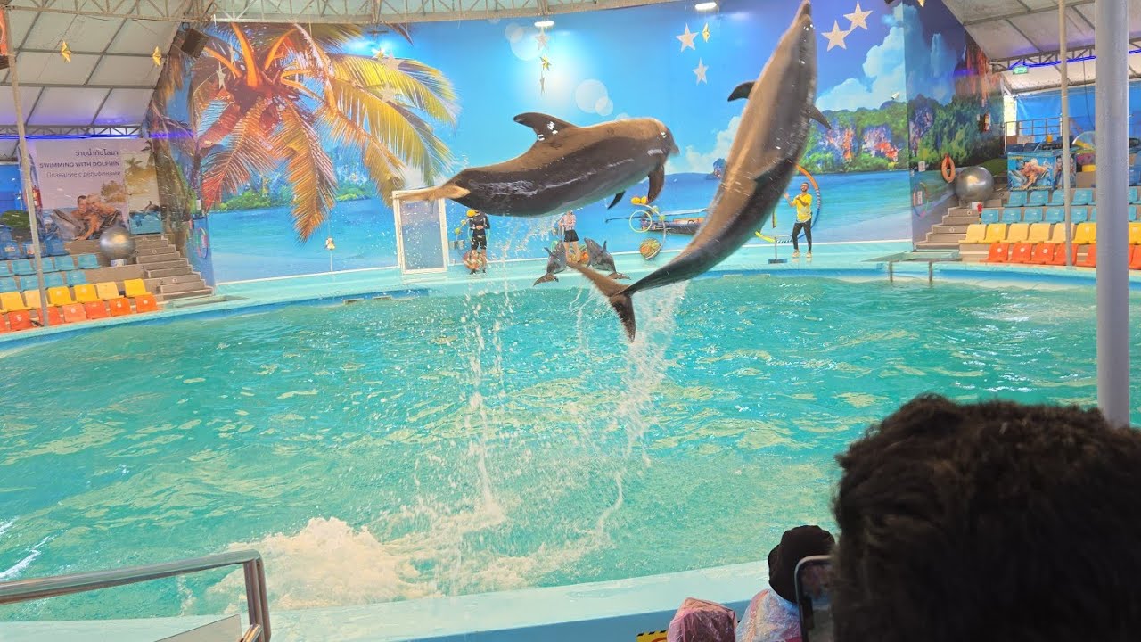 Dolphin show phuket #babyshow #dolphins #phuket #thailand
