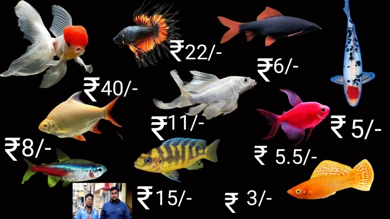 SUPER QUALITY AQUARIUM FISH AT WHOLESALE PRICE | CHEAPEST | ORENADA GOLDFISH WIDOW MOLLY BETTA