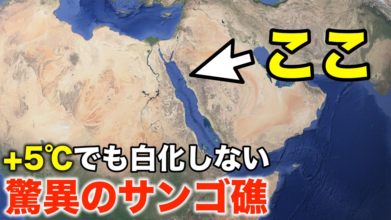 砂漠の真ん中に最強のサンゴ礁があるらしい