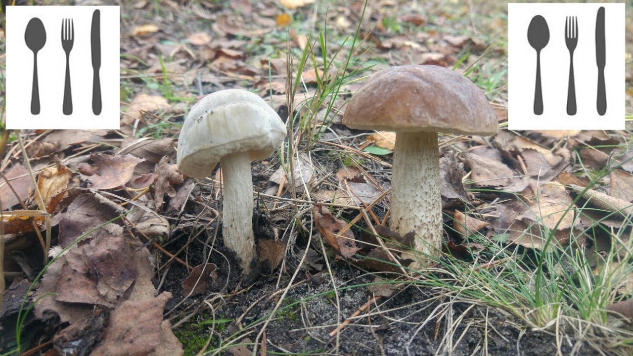 Por&oacute;wnanie : Koźlarz białawy (Leccinum holopus)&nbsp;vs  Koźlarz babka&nbsp;(Leccinum scabrum)