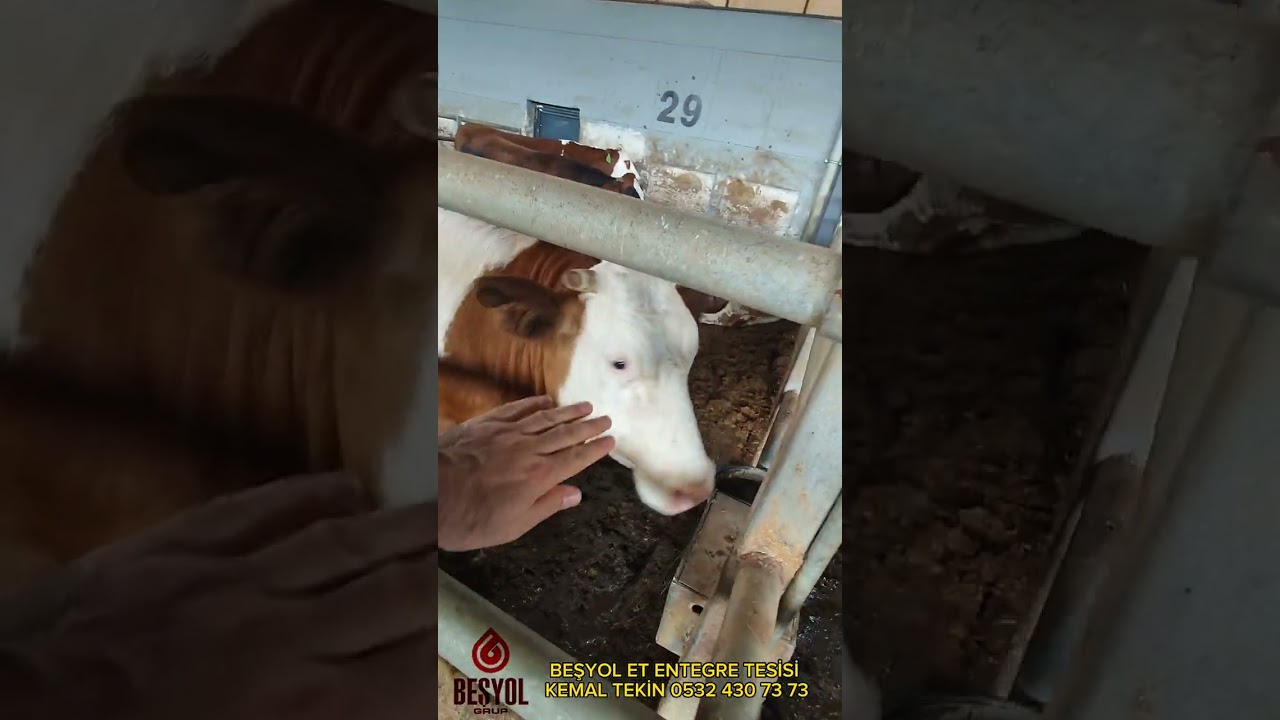 BEŞYOL GRUP Kaşınhanında kurduğu Entegre Et tesisiyle, Kurban İbadetinizde yaninizda