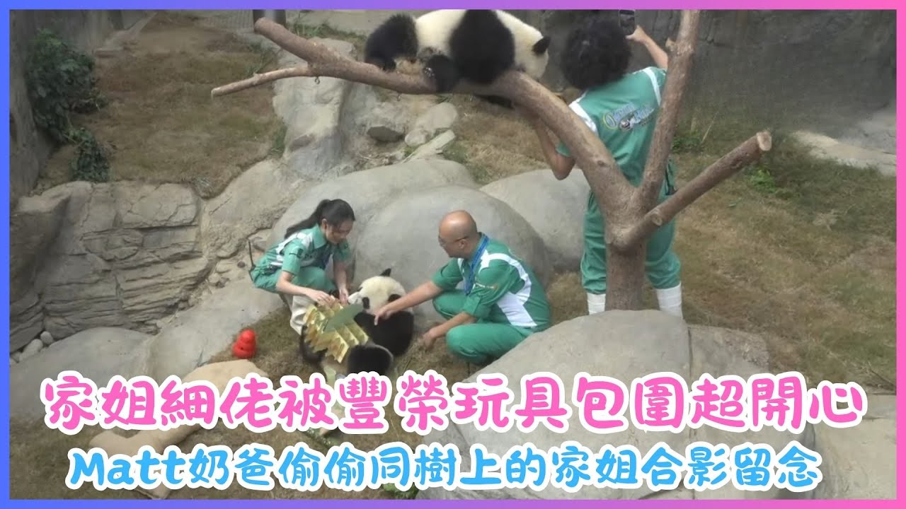 8月15日💖生日慶典第三彈 家姐細佬被豐榮玩具包圍超開心💖Matt奶爸偷偷同樹上的家姐合影留念