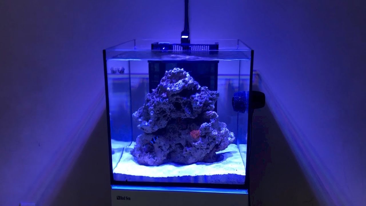Setting Up The Red Sea Nano Reefer
