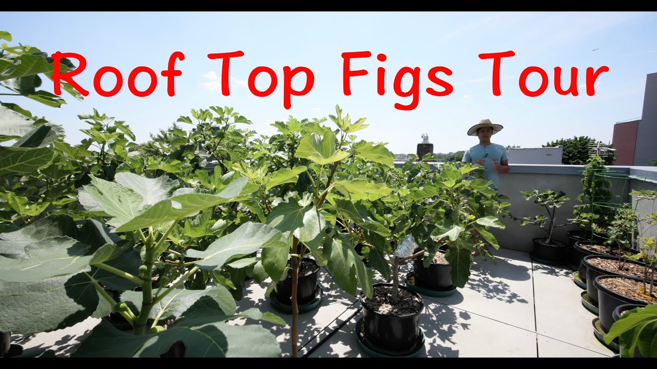 2024 Rooftop fig orchard tour